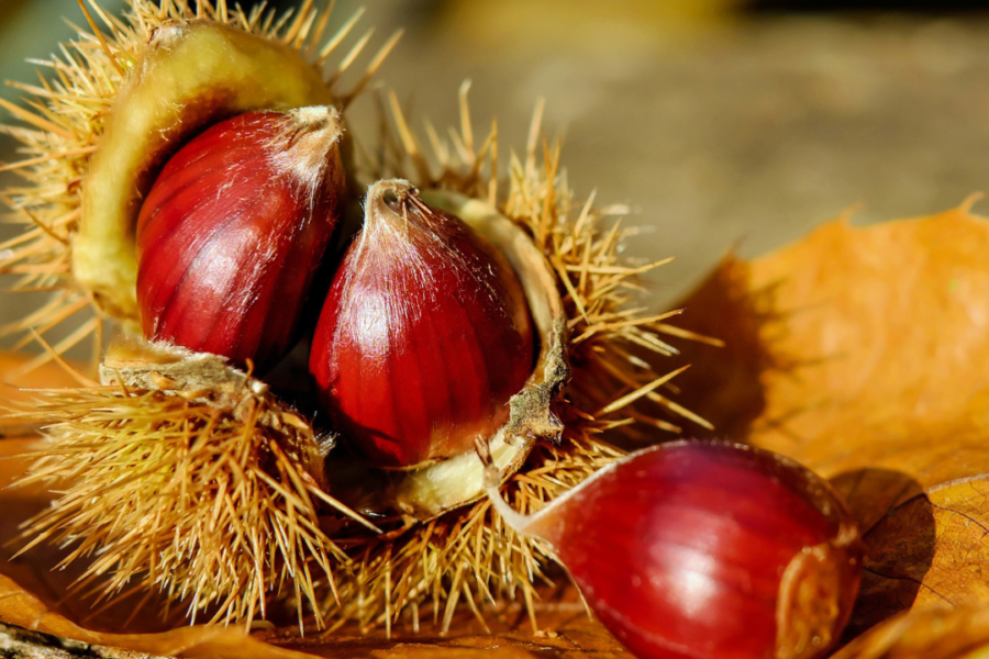 Montefiore, quattro domeniche per celebrare il frutto dell’autunno